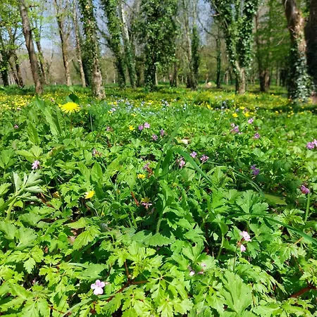 Escapade Nature A Deux Dans Un Cosy Borde D'un Parc Arbore Saint-Sauveur-le-Vicomte