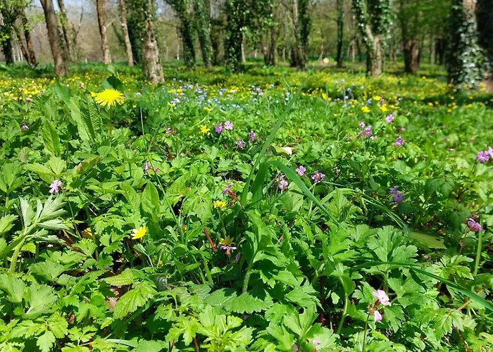 Escapade Nature à Deux Dans Un Cosy Bordé D'un Parc Arboré Saint-Sauveur-le-Vicomte
